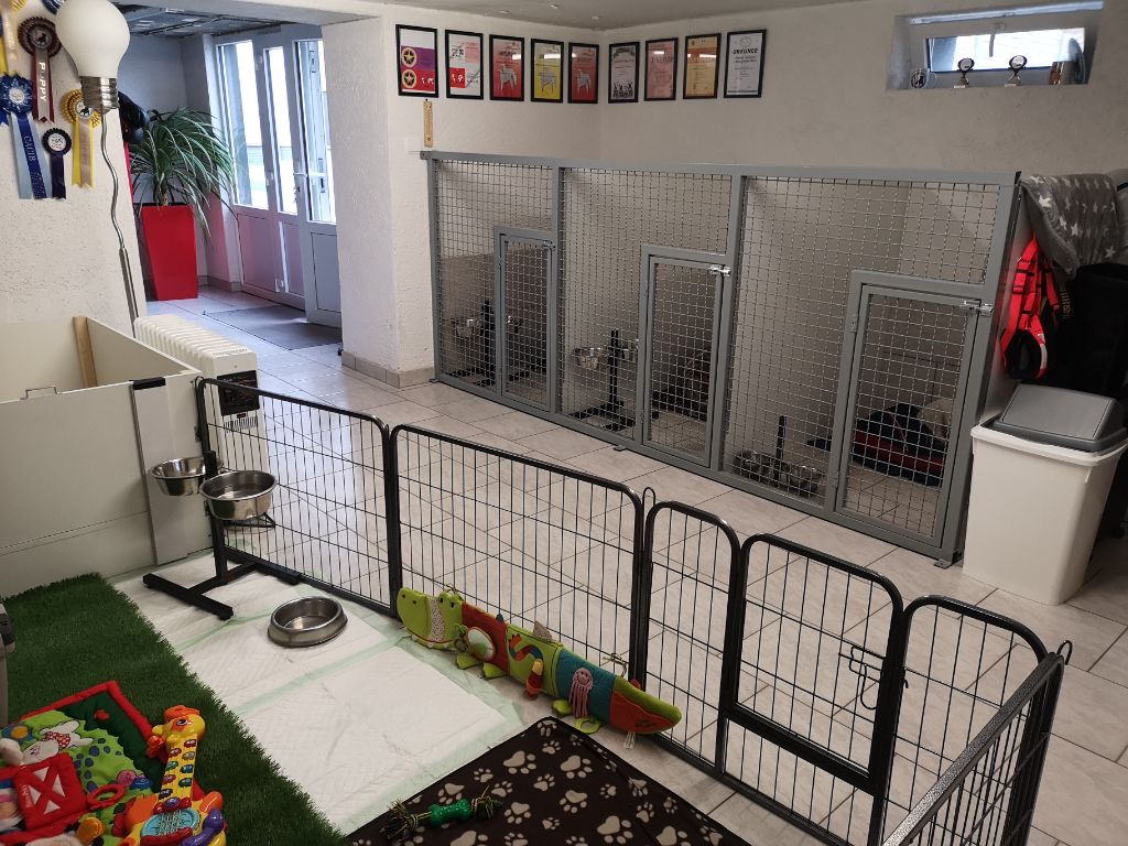 La staffie chambre